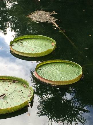 Cedar Lakes lily pads