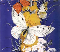 butterfly