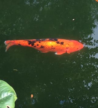 Cedar Lakes Koi